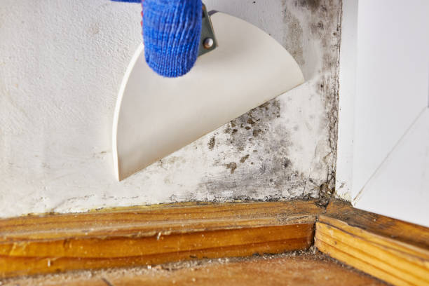 Best Post-Construction Mold Inspection  in Ashton, ID