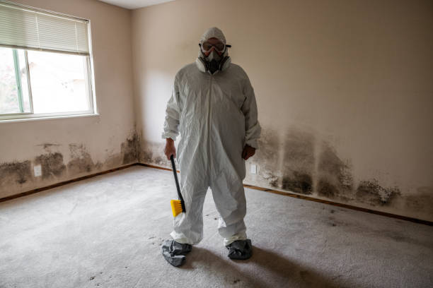 Best Environmental Consulting for Mold Prevention  in Ashton, ID